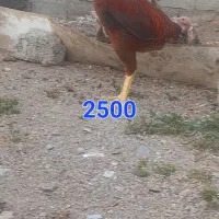 خروس لاری