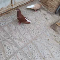 جفت کفتر دمسفید
