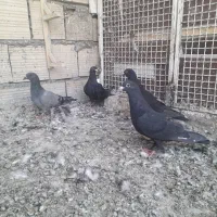 کبوتر
