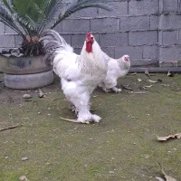 خروس برهما بلو لایت