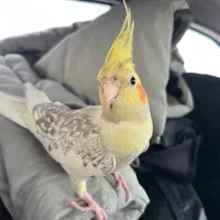گمشده