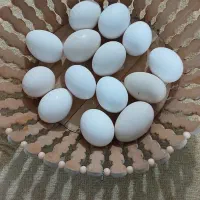 تخم مرغ محلی و نطفه دار