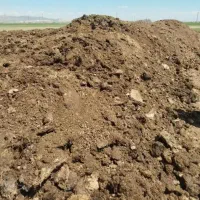 گود گاوی یا گوسفندی