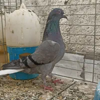 کبوتر