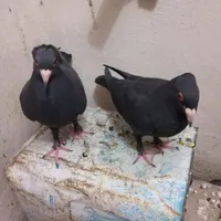 کفتر کلاغ گوهک جوجه کلاهی نر. گمشده|حیوانات|کرمان, |دیوار