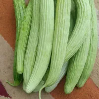 خیار چنبر تازه