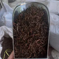 فروش چوب چای و قلم درشت