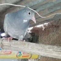 نقره پلنگ