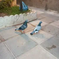 8عدد کفتر جوجه کشی به فروش میرسد
