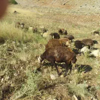 میش جوان