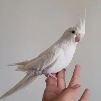 عروس هلندی آلبینو سخنگو