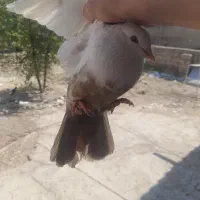 دمبی