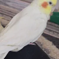 عروس هلندی نر مست مست