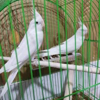 عروس هلندی آلبینو مولد