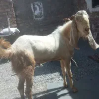 فروش بز