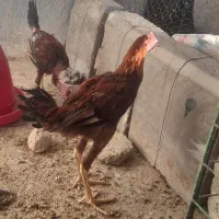 جوجه مرغ وخروس درشت وهیکلی و کبوتر.کهک