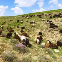 چوپان میخام ماهی چهل میلیون میدم