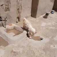 سگ پا کوتاه