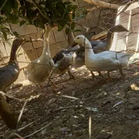 پرنده غاز