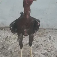 خروس  دوتا