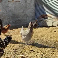مرغ تخم گذار
