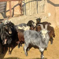 دو عدد بره ماده و ۴عدد بزغاله نر