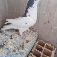 کبوتر یال کاکلی خوشرنگ کا‌کلی