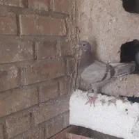 کوهی