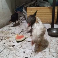 دو عدد جوجه مرغ ویک جوجه خروس بالغ