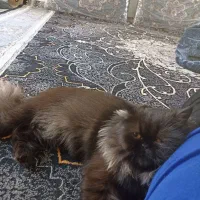 گربه پرشین ماده براجفت گیری