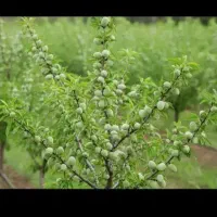نهال بادام پیوندی پایه بذری فرانسیس