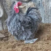 تخم نطفه دار کوشین
