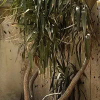گل یوکا بزرگ‌ ۳ متری ، ۴ شاخه