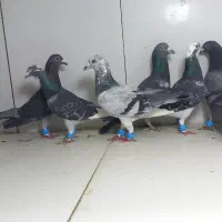 دسته ۱۰تایی نر المانی