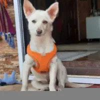 توله سگ اشپیتز