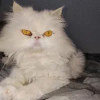 باسلام فروش گربه پرشین ktنر