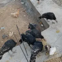 بوقلمون