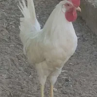 خروس سفید نژادی
