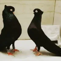 زاغ آبادانی ماده