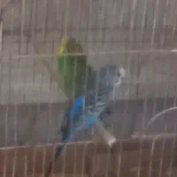 جفت مرغ عشق