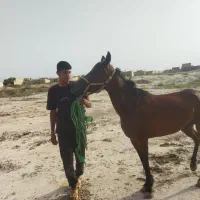 شادگان