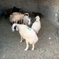 میش سفیدچاق گوزلی
