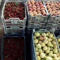 کارگر هستیم زرنگ و کاری جوان برای چیدن گیلاس غیره