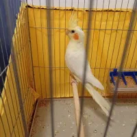 عروس هلندی