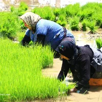 بذر نشا برنج طارم هاشمی