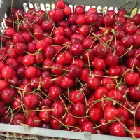گیلاس تکدانه کمپوتی