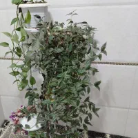 ۷ عدد گل طبیعی و گلدان با استندفلزی