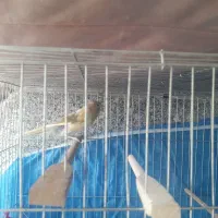 قناری  ماده آماده پس کوزه ای