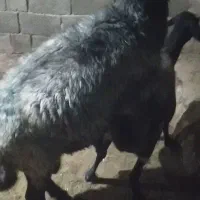 قوچ نژاد شال