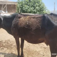 گاو فروشی شیر ده